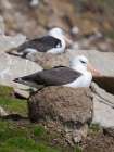 Black-browed Albatross or Mollymawk on typical tower-shaped nest on Saunders Is. Falkland Islands. Art Print